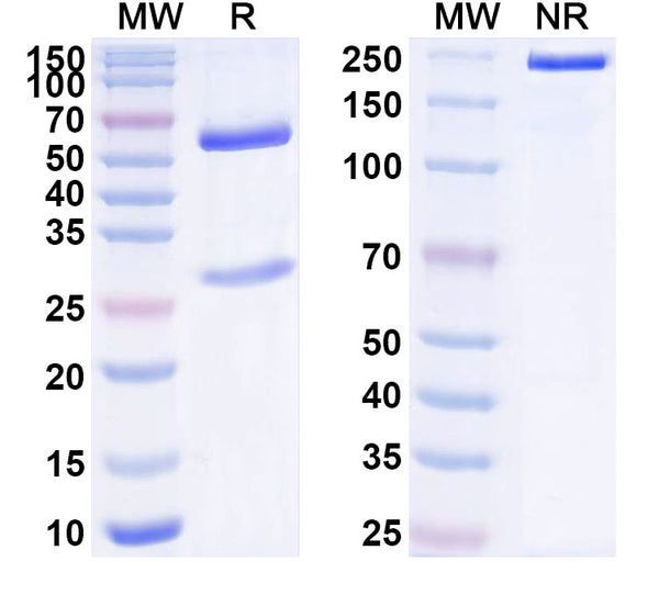 SDS-PAGE for Anti-Human CLEC3B Antibody (SAA1557)