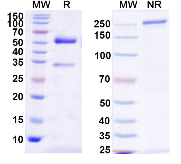 SDS-PAGE for InVivoMAb Anti-aPC/Activated protein C Antibody (C717)