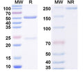 SDS-PAGE for InVivoMAb Anti-aPC/Activated protein C Antibody (T46J23)