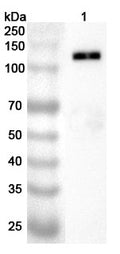Western blot analysis was performed using anti-GP1BA polyclonal antibody at 1ug/mL on various samples.
Lane 1: K562 cell lysate