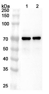 Western blot analysis was performed using anti-ALAS1 polyclonal antibody at 1ug/mL on various samples.
Lane 1: K562 cell lysate
Lane 2: Jurkat cell lysate