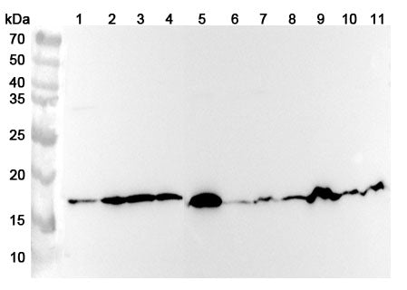 Western blot analysis was performed using anti-COX4I1 polyclonal antibody at 1ug/mL on various samples.
Lane 1: Hela cell lysate
Lane 2: Jurkat cell lysate
Lane 3: HepG2 cell lysate
Lane 4: MCF-7 cell lysate
Lane 5: Mouse heart lysate
Lane 6: Mouse skeletal muscle lysate
Lane 7: Mouse liver lysate
Lane 8: Mouse brain lysate
Lane 9: Rat heart lysate
Lane 10: Rat skeletal muscle lysate
Lane11: Rat liver lysate