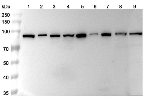 Western blot analysis was performed using anti-HSP90AA1 polyclonal antibody at 1µg/ml on various samples.
Lane 1: NIH3T3 cell lysate
Lane 2: PC-12 cell lysate
Lane 3: Hela cell lysate
Lane 4: MCF-7 cell lysate
Lane 5: Jurkat cell lysate
Lane 6: Lncap cell lysate
Lane 7: Raji cell lysate
Lane 8: Mouse brain lysate
Lane 9: Rat brain lysate