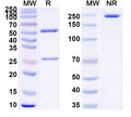 Flow-cytometry using anti-human CFH antibody.HepG2 cells were stained with an irrelevant antibody (Blue Histogram) or an anti-human CFH antibody monoclonal antibody (Catalog # HY505013 ,Green Histogram) at a concentration of 5 µg/ml for 30 mins at RT. After washing, bound antibody was detected using a FITC conjugated goat anti-mouse antibody (Catalog # MF690414) and cells analysed on a NovoCyte Flow Cytometer.