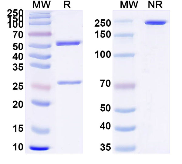 Flow-cytometry using anti-human CFH antibody.HepG2 cells were stained with an irrelevant antibody (Blue Histogram) or an anti-human CFH antibody monoclonal antibody (Catalog # HY505013 ,Green Histogram) at a concentration of 5 µg/ml for 30 mins at RT. After washing, bound antibody was detected using a FITC conjugated goat anti-mouse antibody (Catalog # MF690414) and cells analysed on a NovoCyte Flow Cytometer.