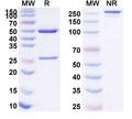 Anti-Human M-CSF Reference Antibody (Lacnotuzumab) – Figure 1 of 1