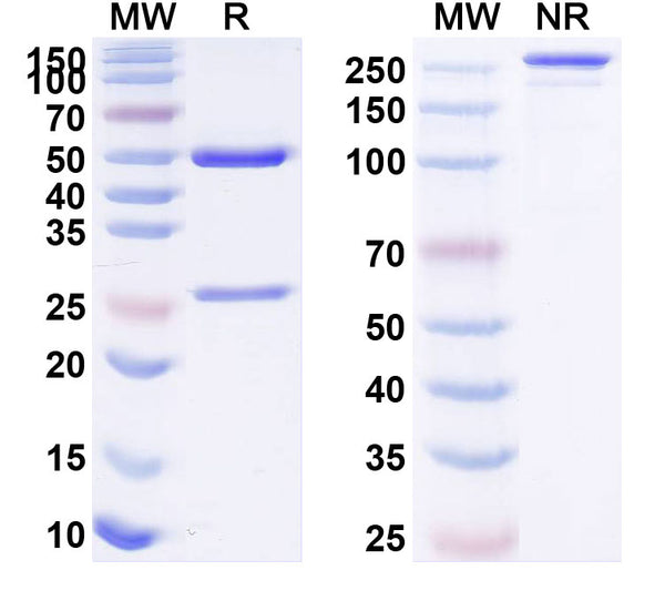 Anti-Human M-CSF Reference Antibody (Lacnotuzumab) – Figure 1 of 1