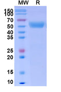 Recombinant Human CD66f/PSG1 Protein, C-His