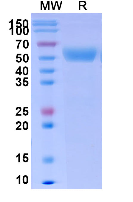 Recombinant Human CD66f/PSG1 Protein, C-His