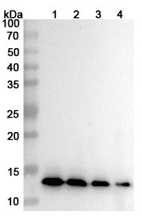 SEC-HPLC detection for InVivoMAb Anti-Human CXCL10/IP-10 (ABV0201).