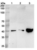 Western blot analysis was performed using anti-ASGR1 polyclonal antibody at 1μg/ml on various samples.
Lane 1: HepG2 cell lysate
Lane 2: NIH3T3 cell lysate
Lane 3: Rat liver lysate