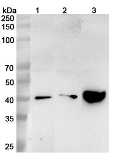 Western blot analysis was performed using anti-ASGR1 polyclonal antibody at 1μg/ml on various samples.
Lane 1: HepG2 cell lysate
Lane 2: NIH3T3 cell lysate
Lane 3: Rat liver lysate