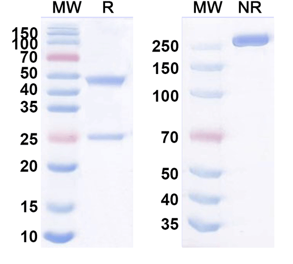 SDS-PAGE for Anti-Human ALPP/PLAP Antibody (17E2#)