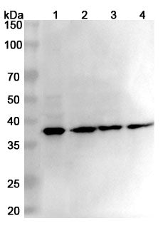 Western blot analysis was performed using anti-EIF2S1 polyclonal antibody at 1ug/mL on various samples.
Lane 1: Mouse spleen lysate
Lane 2: Rat spleen lysate
Lane 3: Rat lung lysate
Lane 4: Rat kidney lysate