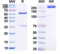 Anti-Human CD23 Reference Antibody (Lumiliximab) – Figure 1 of 1