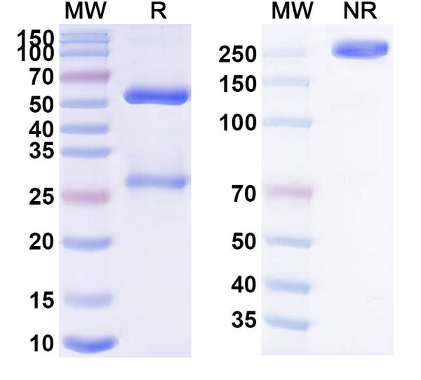 Anti-CD66e/CEA/CEACAM5 Reference Antibody (Trastuzumab) – Figure 1 of 1