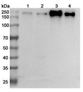 Western blot analysis was performed using anti-CEACAM5 polyclonal antibody at 1ug/mL on various samples.
Lane 1: HT-29 cell lysate
Lane 2: MCF-7 cell lysate
Lane 3: BxPC-3 cell lysate
Lane 4: SW620 cell lysate