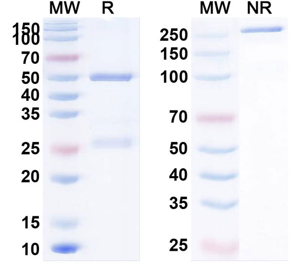 Anti-Human CEACAM-5/CD66e Reference Antibody (Cergutuzumab) – Figure 1 of 1