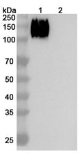 Anti-Human CEACAM-5/CD66e Reference Antibody (Altumomab) – Figure 1 of 3