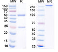 SDS-PAGE for Anti-Human CD66e/CEA/CEACAM5 Monoclonal Antibody (1A267)