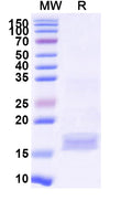 SDS-PAGE for Anti-Human CD66e/CEA/CEACAM5 Nanobody (C43)