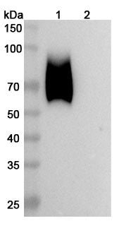 Western blot analysis was performed using anti-CD66a monoclonal antibody at 1ug/mL  on various samples.
Lane 1: recombinant human CD66a (Catalog No: HB880011)
Lane 2: negative control