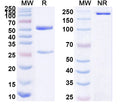 SDS-PAGE for Anti-Human CD66e/CEA/CEACAM5 Monoclonal Antibody (1A268)