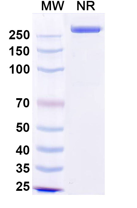 Anti-Human CEACAM-5/CD66e Reference Antibody (Precemtabart) – Figure 1 of 1