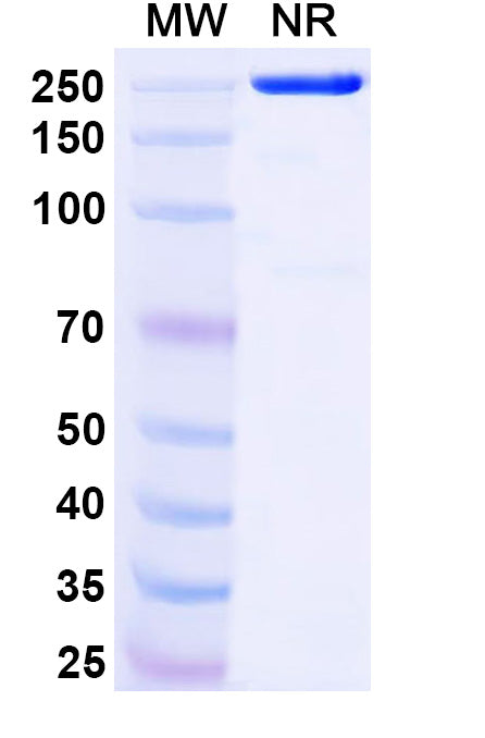 Anti-Human Vimentin Reference Antibody (Pritumumab) – Figure 1 of 2