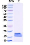 SDS-PAGE for Anti-Human VIM/Vimentin Nanobody (SAA1226)