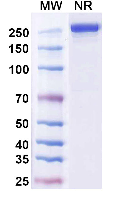Anti-Human CXCR1/IL-8RA&CXCR2/IL-8RB Reference Antibody (Eltrekibart) – Figure 1 of 1