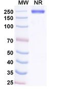 Anti-Human IL-8/CXCL8 Reference Antibody (Adakitug) – Figure 1 of 3