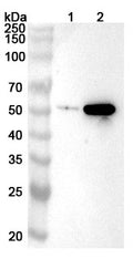 Western blot analysis was performed using anti-INHBB  polyclonal antibody at 1ug/mL  on various samples.
Lane 1: A431 cell lysate
Lane 2: A549 cell lysate