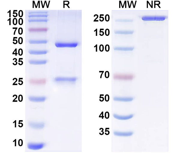 SEC-HPLC detection for Anti-Human CD37/TSPAN26 Antibody (ABS0237).