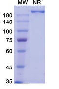 Anti-Human CD37 Reference Antibody (Naratuximab) – Figure 1 of 1