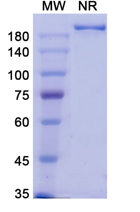 Anti-Human CD37 Reference Antibody (Naratuximab) – Figure 1 of 1