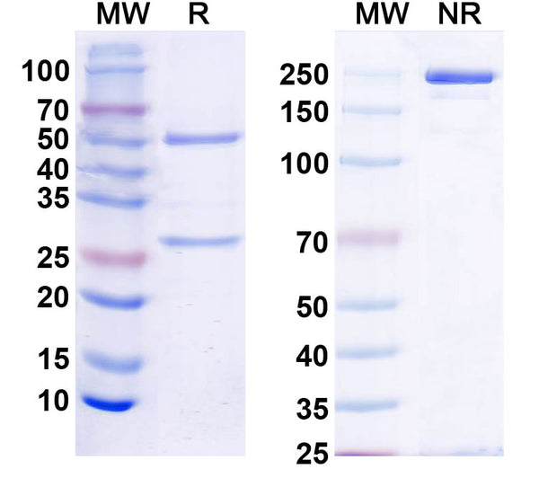 SDS-PAGE for InVivoMAb Anti-Human BMP4 Antibody (6H4).