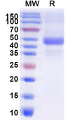 Recombinant Human BMP4 Protein, N-Fc