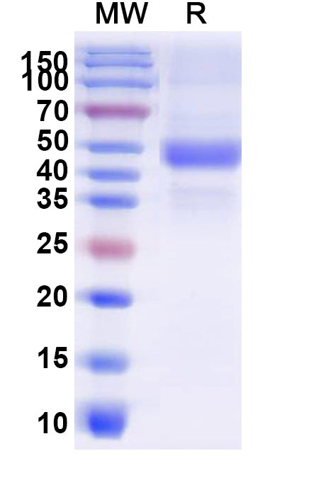 Recombinant Human BMP4 Protein, N-Fc