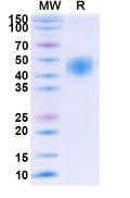 Recombinant Human CD48 Protein, C-His