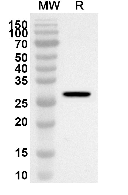Western blot analysis was performed using anti-GZMB polyclonal antibody at 1ug/mL on recombinant GZMB (Catalog No. HY574012).