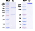 Anti-Human IL-6R alpha&IL6R Reference Antibody (Sarilumab) – Figure 1 of 3