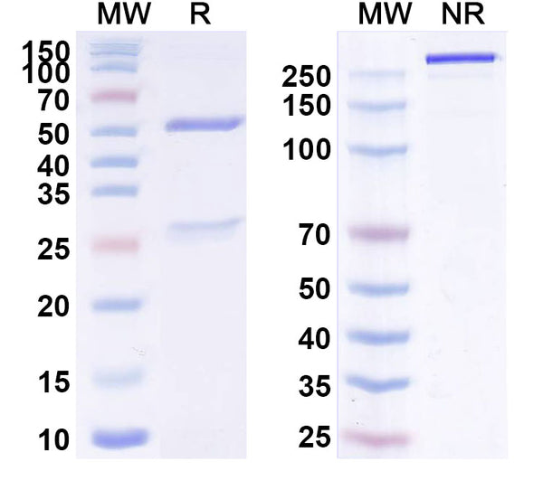 Anti-Human IL-6R alpha&IL6R Reference Antibody (Sarilumab) – Figure 1 of 3