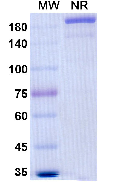Anti-Human IL-6R alpha&IL6R Reference Antibody (Levilimab) – Figure 1 of 1