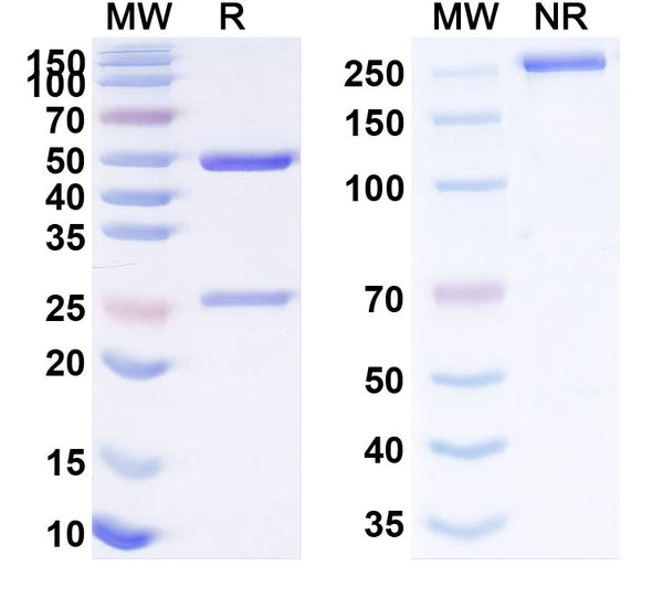 Anti-Human IL-6R alpha&IL6R Reference Antibody (Satralizumab) – Figure 1 of 2