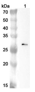 Western blot analysis was performed using anti-C1QC polyclonal antibody at 1ug/mL on various samples.
Lane 1: Rat thymus lystae