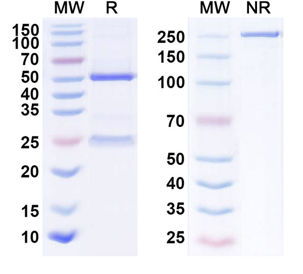 Anti-Human Integrin alpha 4 beta 7 Reference Antibody (Vedolizumab) – Figure 1 of 1