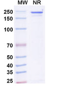 Anti-Human Integrin alpha 4 beta 7&Integrin alpha E beta 7 Reference Antibody (Etrolizumab) – Figure 1 of 1