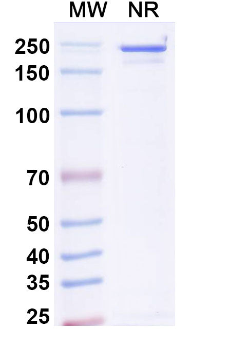 Anti-Human Integrin alpha 4 beta 7&Integrin alpha E beta 7 Reference Antibody (Etrolizumab) – Figure 1 of 1