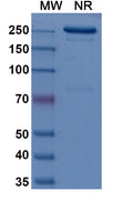 Anti-Human Integrin alpha 4 beta 7 Reference Antibody (Abrilumab) – Figure 1 of 1